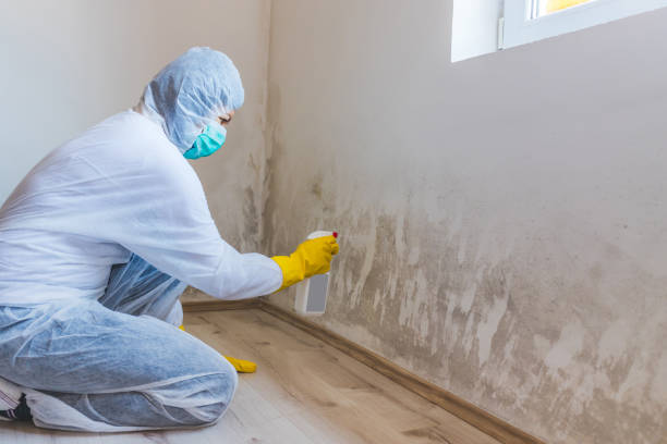 Licensed Mold Remediation service in Bowie, TX - Car Mold Remediation