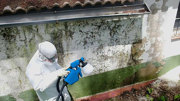 Top rated local Mold Remediation specialists in Bowie, TX
